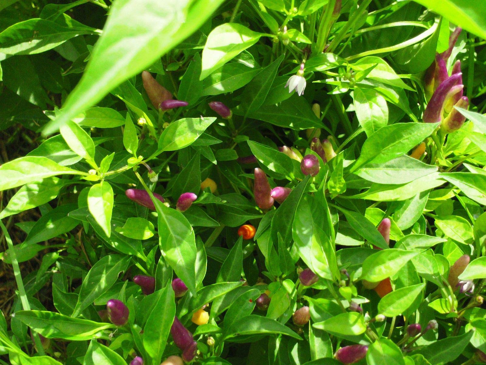 Sangria Ornamental Pepper Seeds - Non-Heat Variety, High Yield (25 Seeds) for Home Gardening, Container Planting & Decorative Landscaping