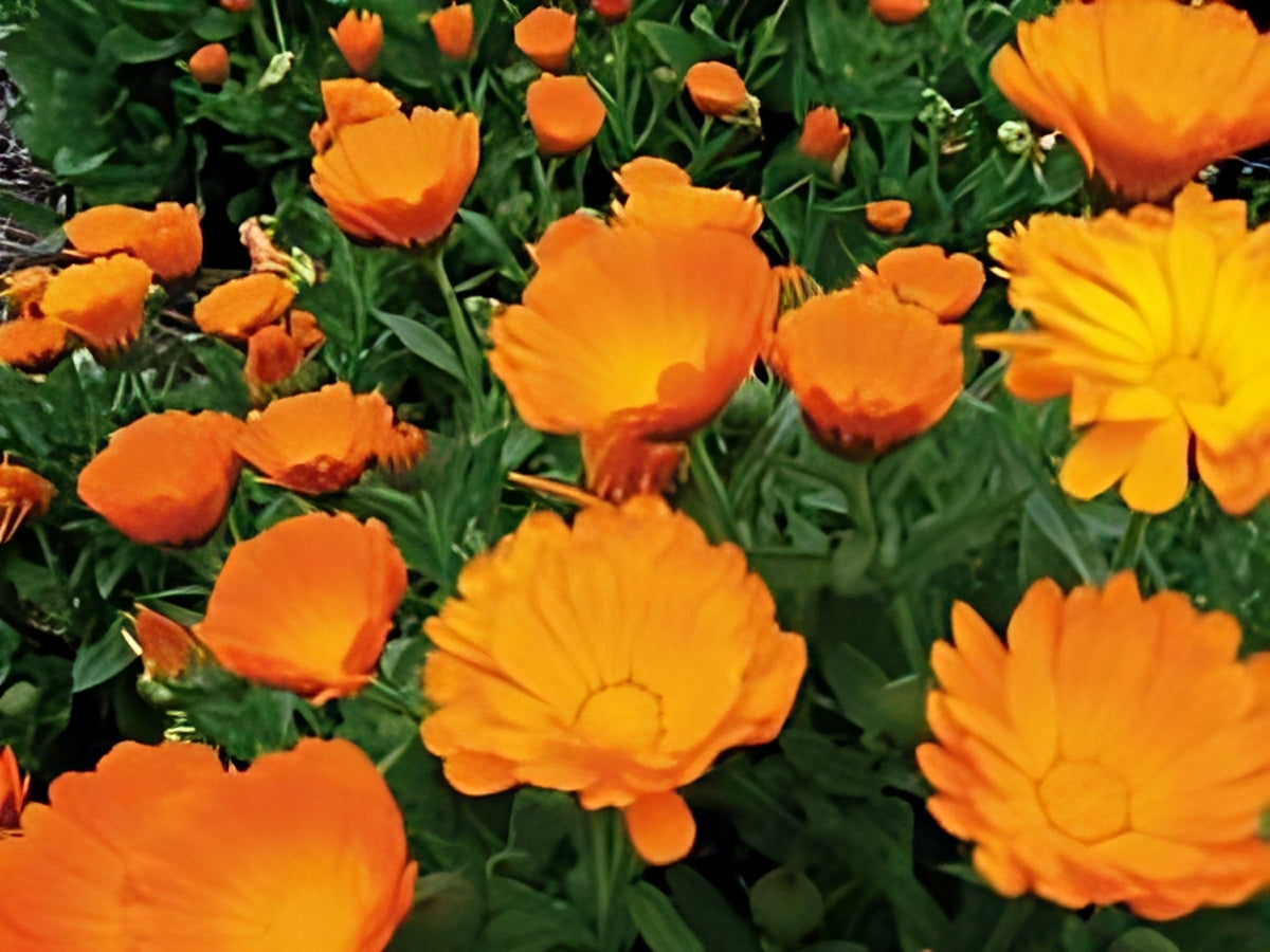 Organic Calendula Greenpatch Seeds for Planting - Non-GMO, Heirloom Flowers for Garden, Landscaping & Pollinator Gardens - Perfect for DIY Home Gardening & Herbal Remedies