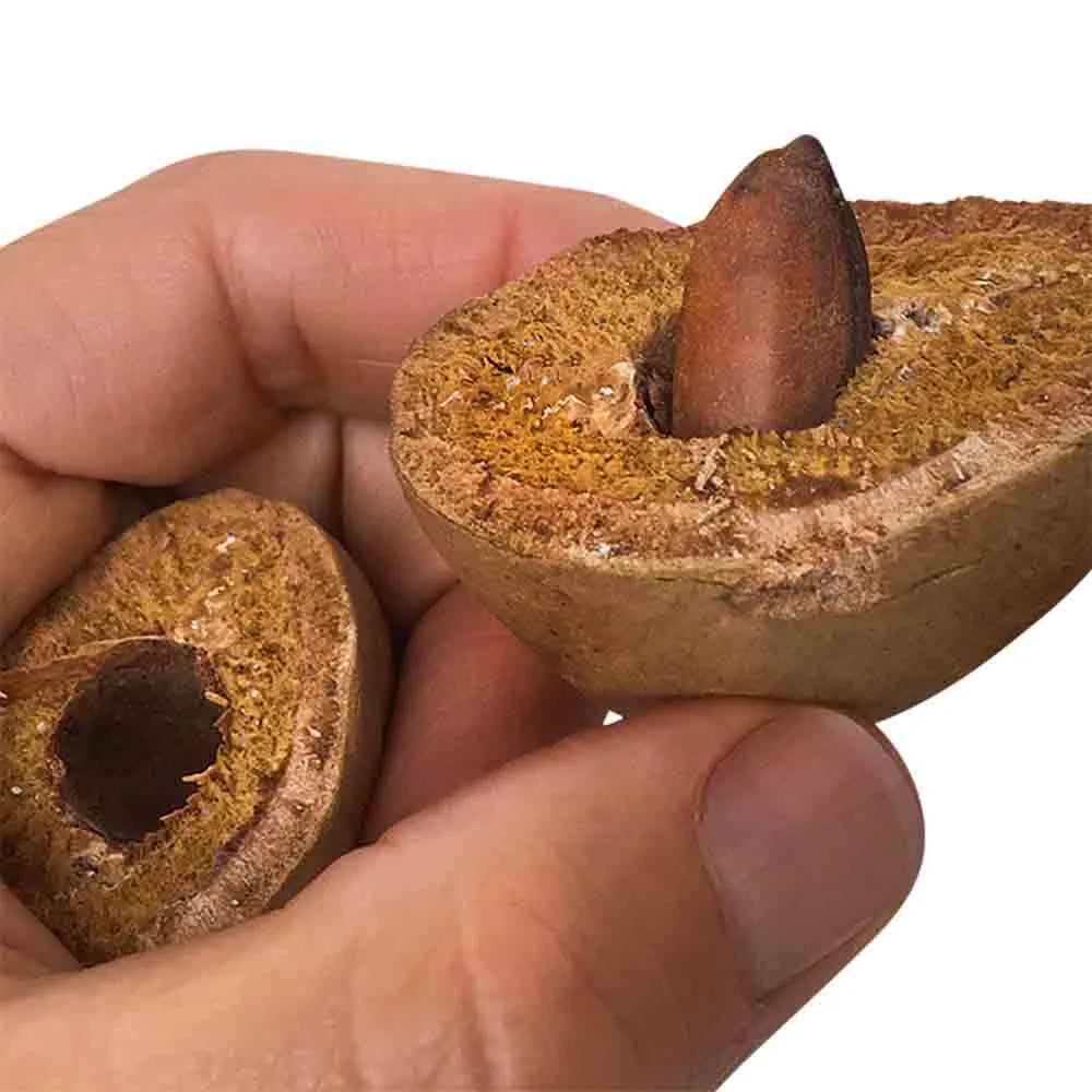 Premium Salted Barukas Nuts - Healthy Snack for Keto, Paleo & Vegan Diets - Perfect for On-the-Go, Office Snacking & Gift Baskets