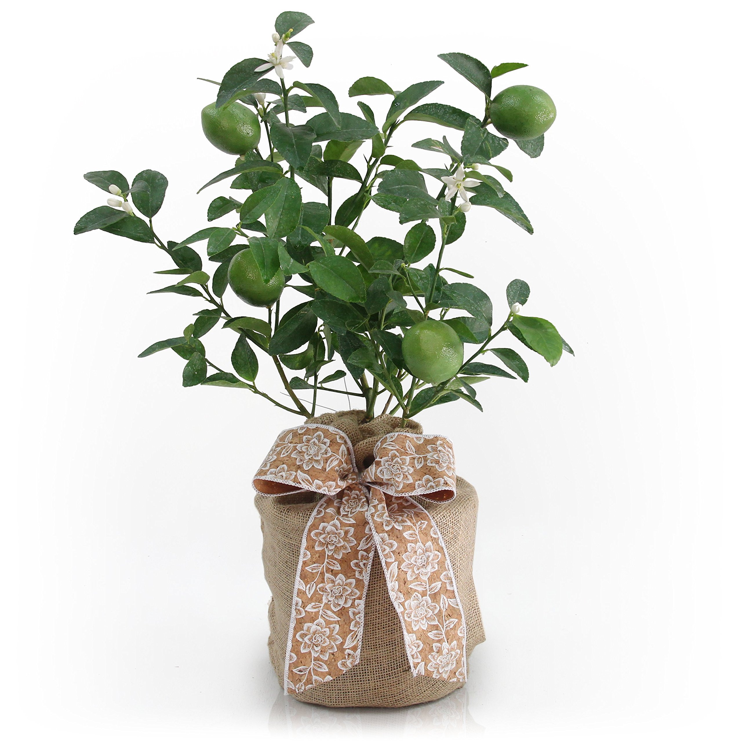 Premium Dwarf Persian Lime Tree - Fast Fruiting Indoor/Outdoor Citrus Plant with Juicy Limes - Perfect for Home Gardens, Patio Decor & Fresh Cocktail Ingredients - Gift Ready Potted Fruit Tree by The Magnolia Company
