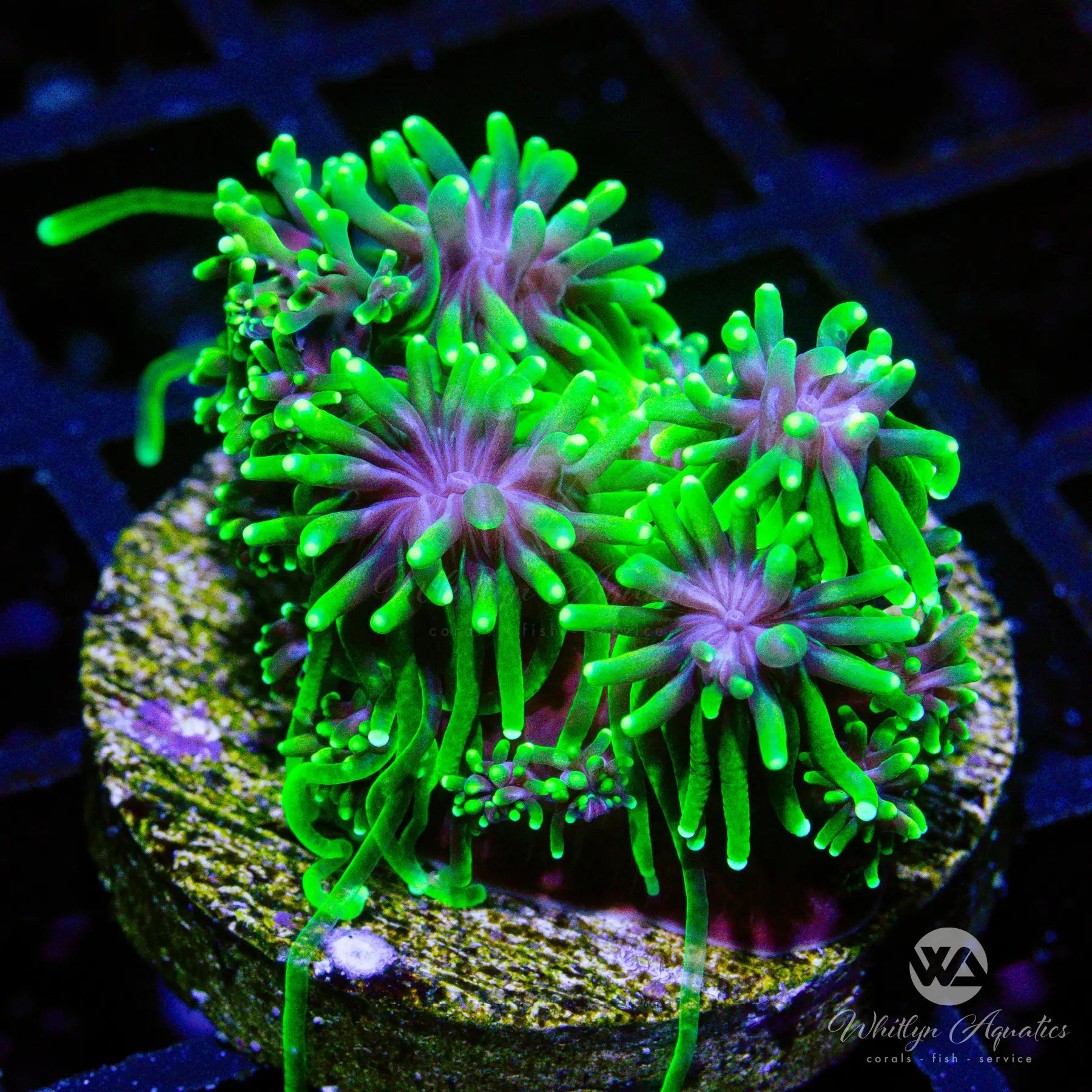 A17 Green Galaxea Coral - Premium WYSIWYG Live Coral for Saltwater Aquariums | Perfect for Reef Tanks & Marine Aquascaping