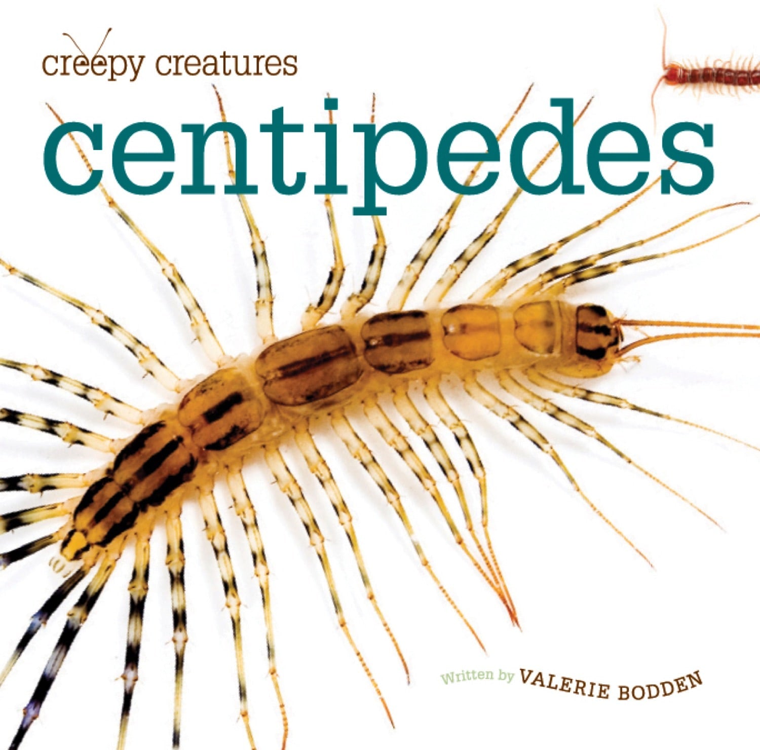 Centipedes Book - ISBN 9781583419922 - Perfect for Science Classrooms, Nature Studies & Entomology Enthusiasts