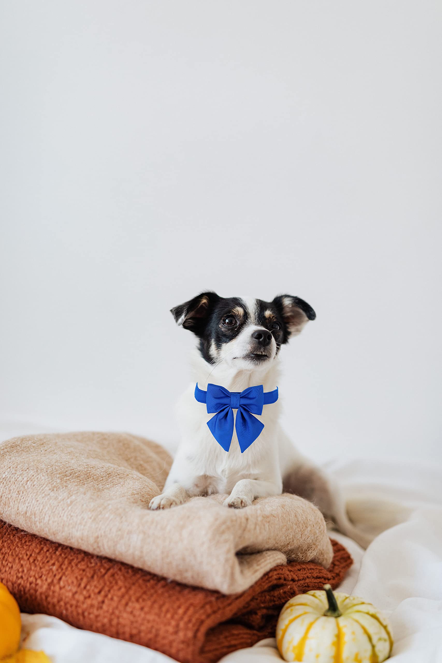 Adjustable Breakaway Dog Collar with Bow Tie - Maca Bates Solid Color Blue Collar with Golden Metal Buckle for Small Medium Large XL Dogs | Perfect for Birthday Gifts, Pet Fashion & Special Occasions