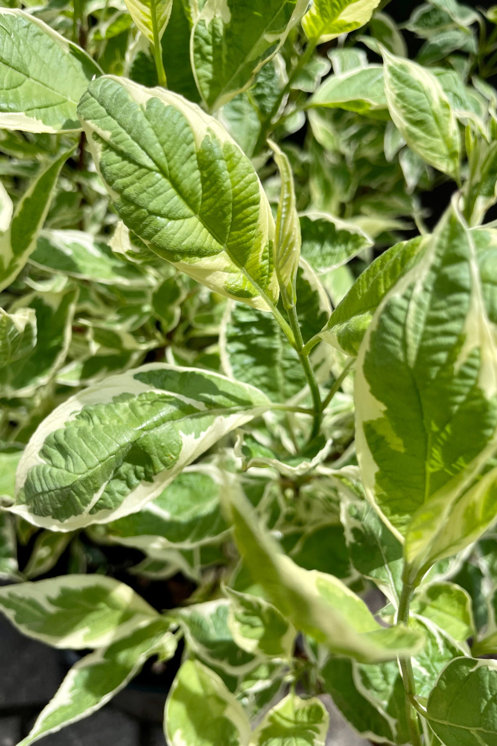 Variegated Red Twig Dogwood (Cornus alba 'Argenteo-marginata') - 3 Gallon Shrub for Year-Round Landscape Beauty | Perfect for Borders, Hedges & Winter Garden Interest
