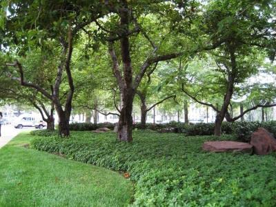 Premium Japanese Spurge (Pachysandra Terminalis) - 25 Plants in 3.5