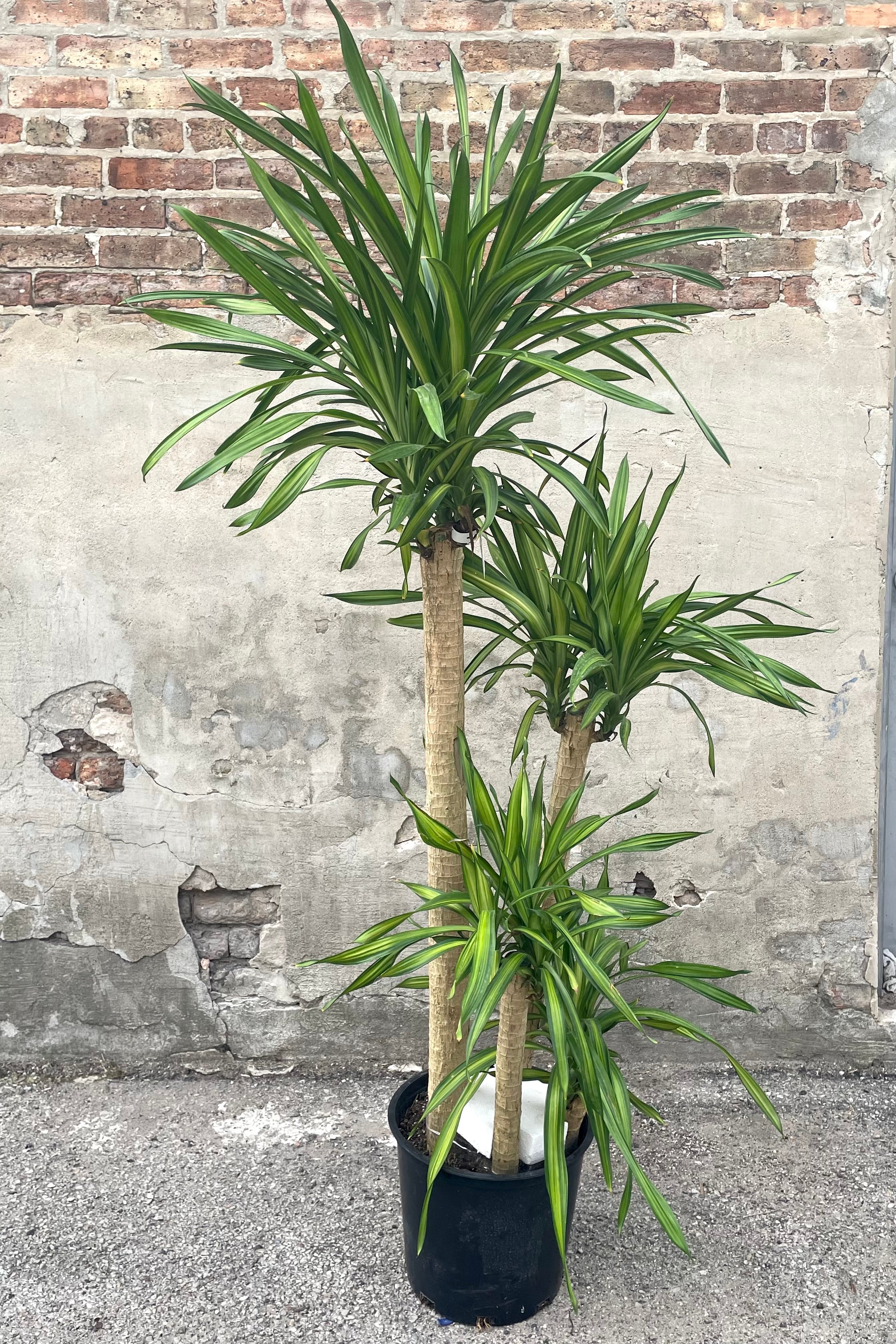 Dracaena deremensis 'Rikki' 12 Cane - Tall Indoor House Plant for Home & Office Decor - Perfect for Living Room, Bedroom, or Workspace
