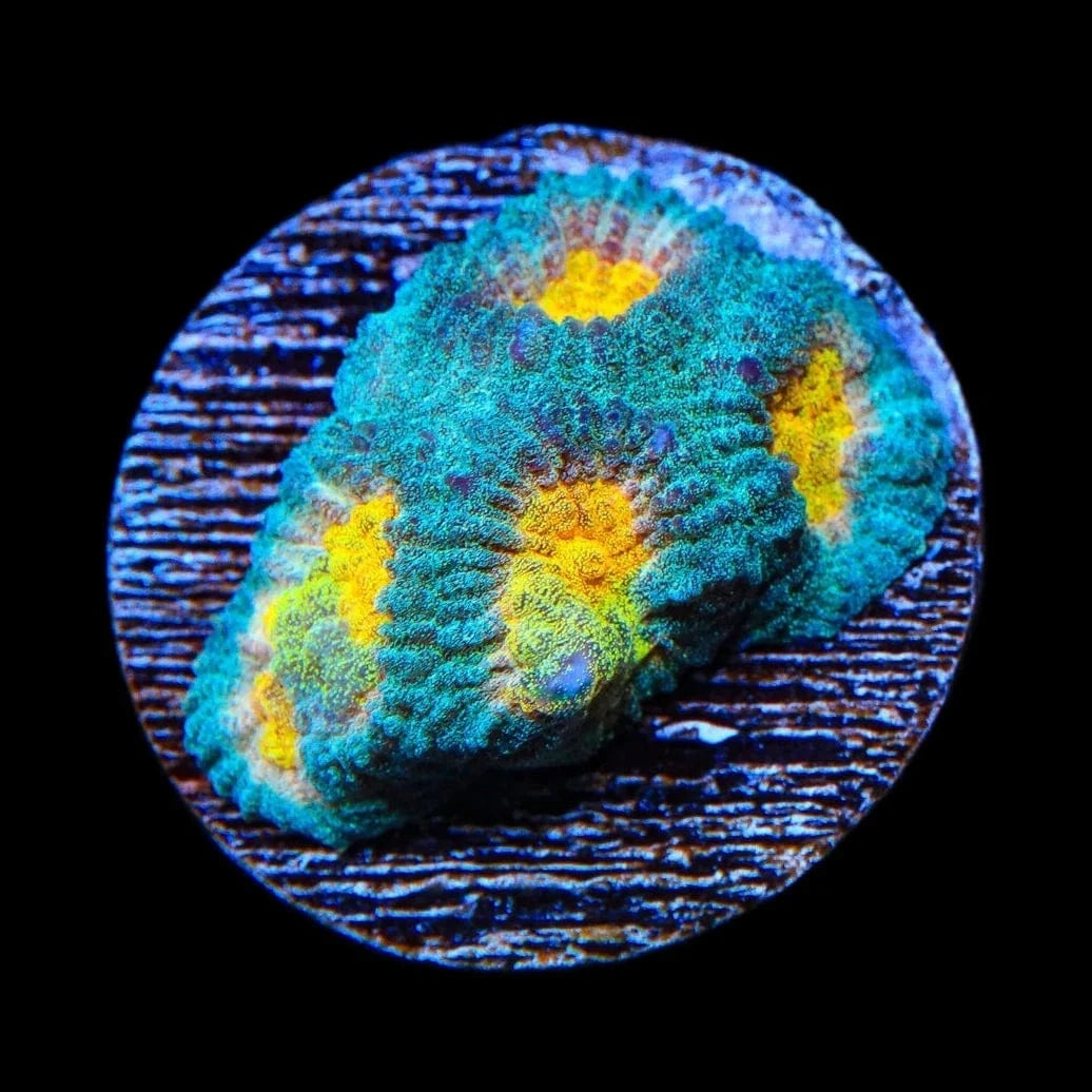 Premium CB Angel Eye Favia Coral for Saltwater Aquariums - Vibrant Coral for Reef Tanks, Nano Tanks & Marine Displays