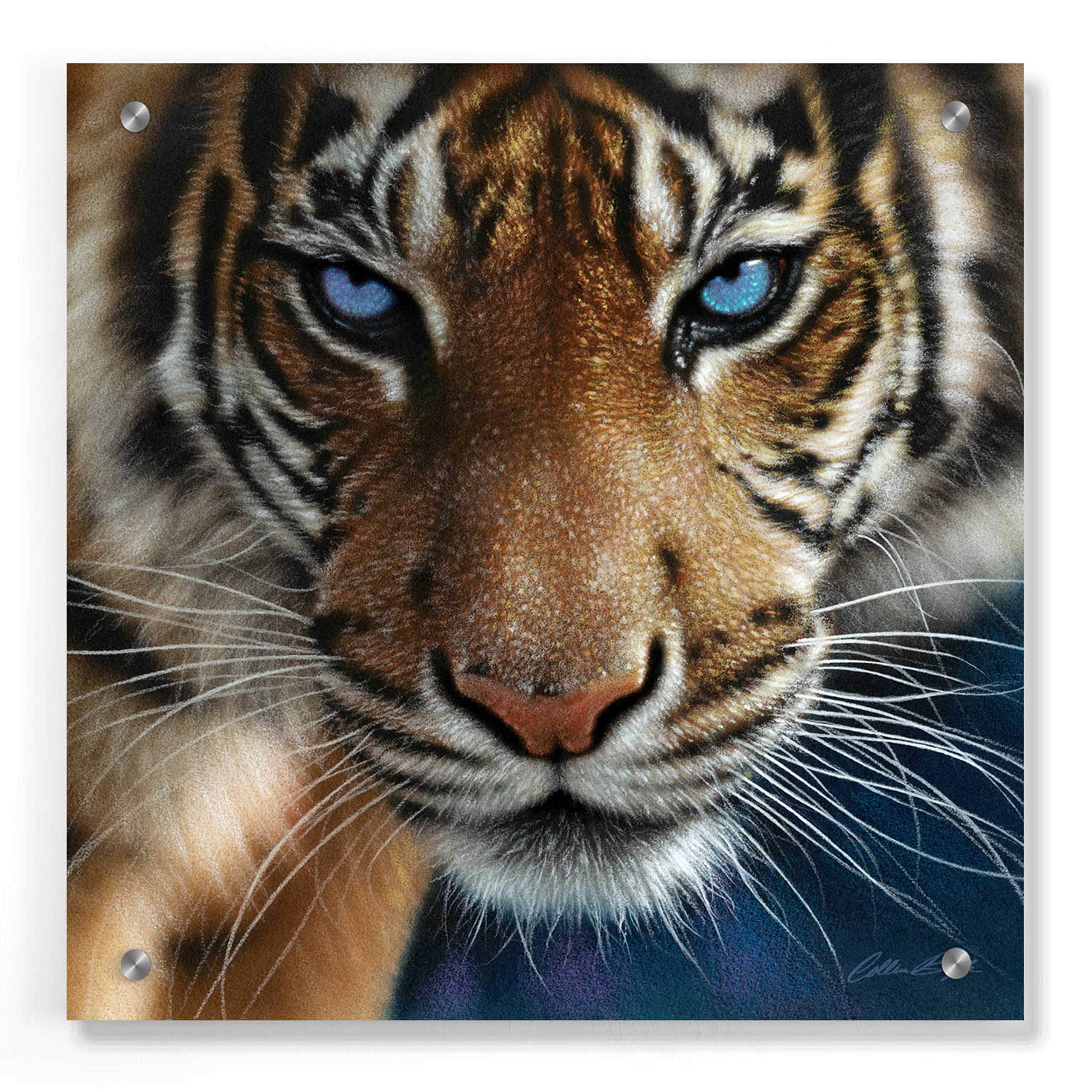 Epic Art 'Blue Eyes' by Collin Bogle - 36x36 Inch Acrylic Glass Wall Decor for Living Room, Bedroom & Office - Modern Abstract Painting for Home & Office Decor