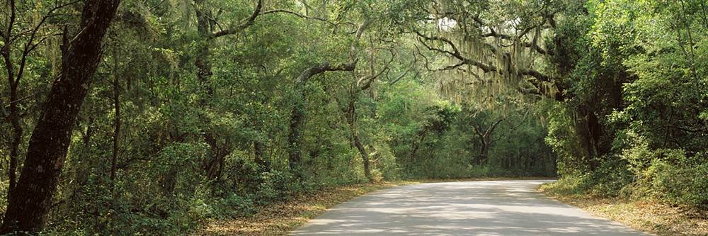 Peel & Stick Wall Mural - Road Fort Clinch State Park Scenery (48x16 Inches) | Removable Self-Adhesive Wallpaper for Bedroom, Living Room & Office Decor