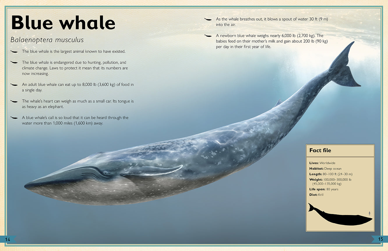 The Magnificent Book of Ocean Creatures - Marine Life Encyclopedia for Kids & Adults | Perfect for Homeschooling, Classroom Learning & Ocean Lovers