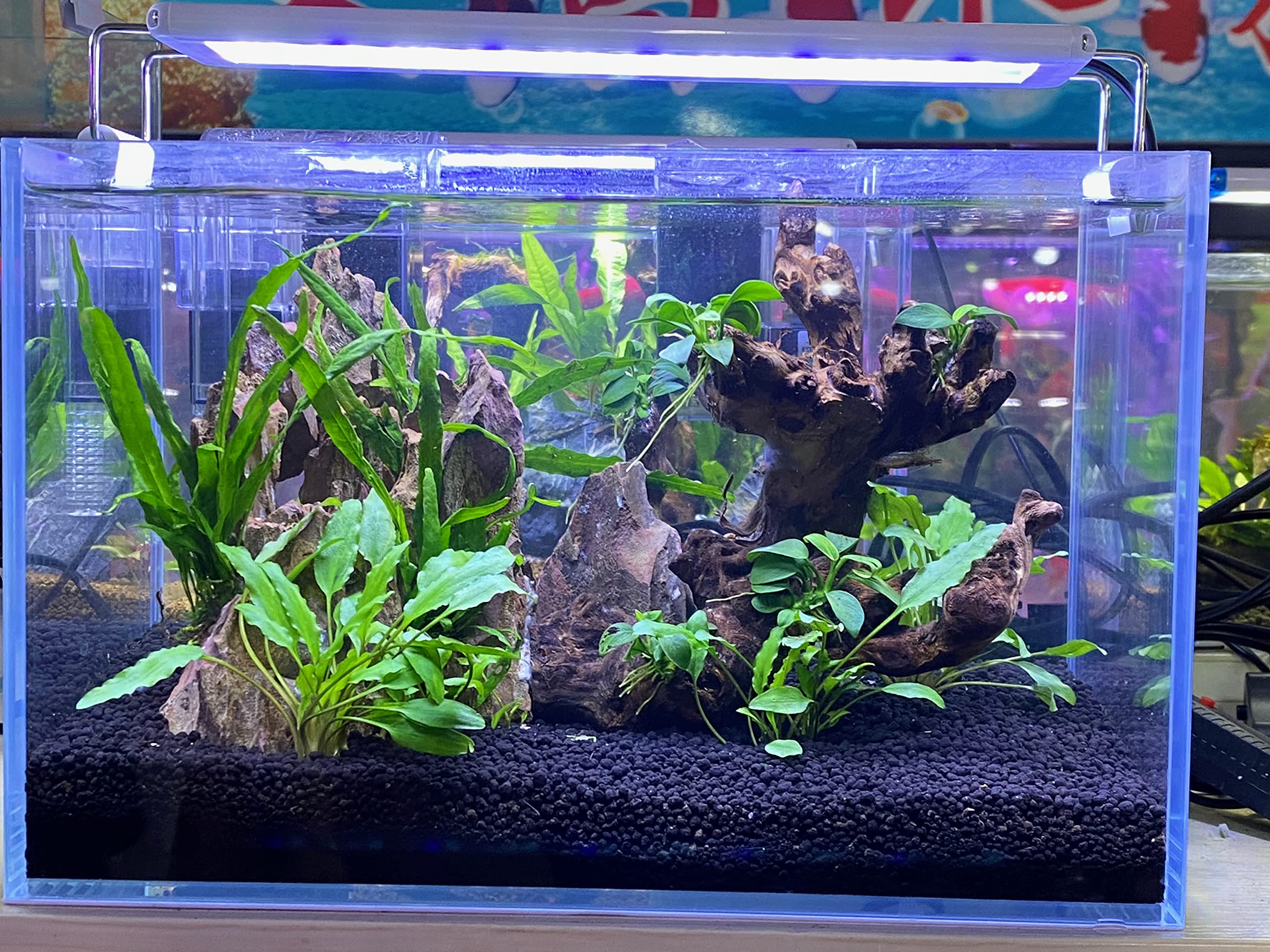 Premium Landen Aqua Soil Substrate for Planted Aquariums - Natural Clay Gravel for Freshwater Tanks, Shrimp & Plant Stratum, Stable Porous Black Substrate (40lbs) - Ideal for Aquascaping, Live Plants & Shrimp Breeding Tanks