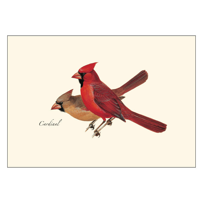 Premium Cardinal Boxed Notecards - Elegant Stationery for Greetings, Thank You Notes & Special Occasions | Perfect for Weddings, Anniversaries & Business Correspondence
