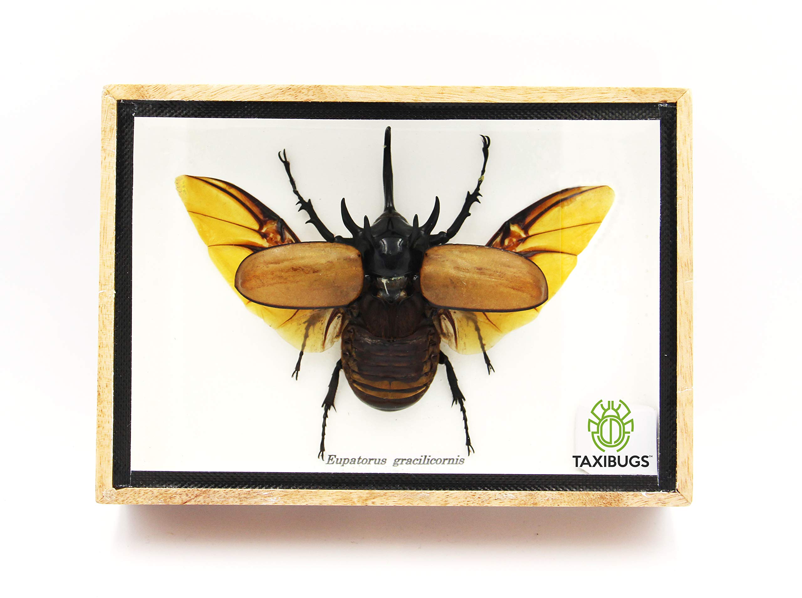 Authentic 5-Horned Beetle (Eupatorus Gracilicornis) Flying Pose Taxidermy Specimen in Clear Display Case with Wooden Base - Perfect for Entomology Collections, Home Decor & Educational Displays