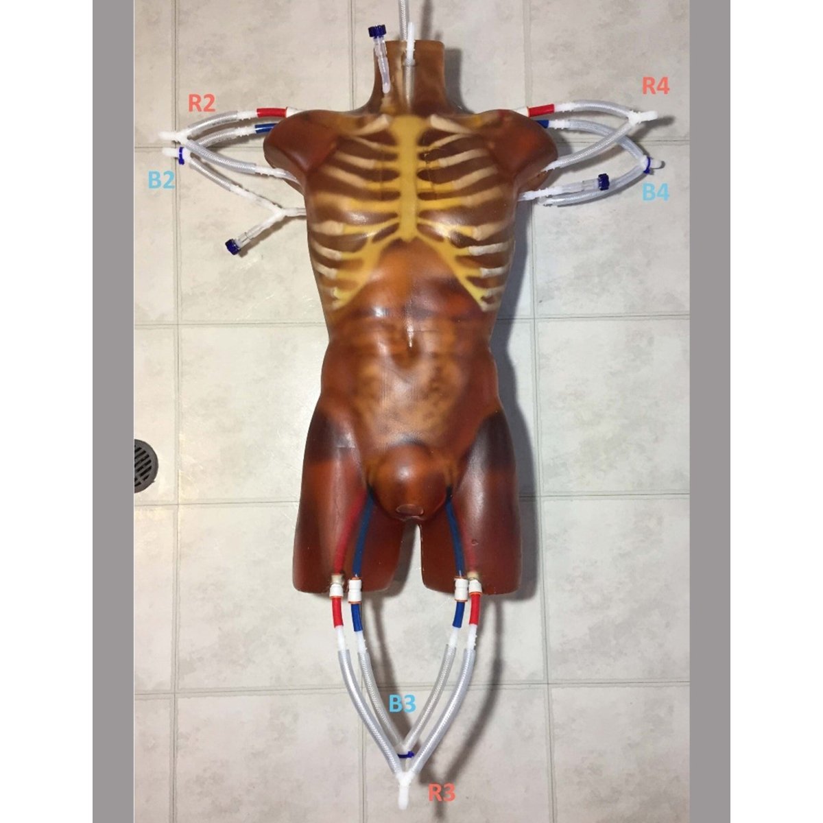 Dynamic Adult Torso Model with Heart Pump - Anatomical Teaching Tool for X-Ray, CT & Ultrasound Training - Perfect for Medical Education & Radiology Practice