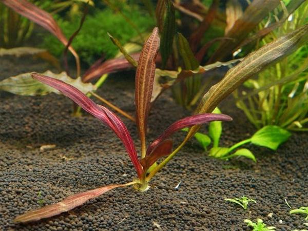 TCulture Echinodorus Horemanii Red (TC Cup) - Live Aquatic Plant for Aquariums | Perfect for Freshwater Fish Tanks, Aquascaping & Planted Aquariums
