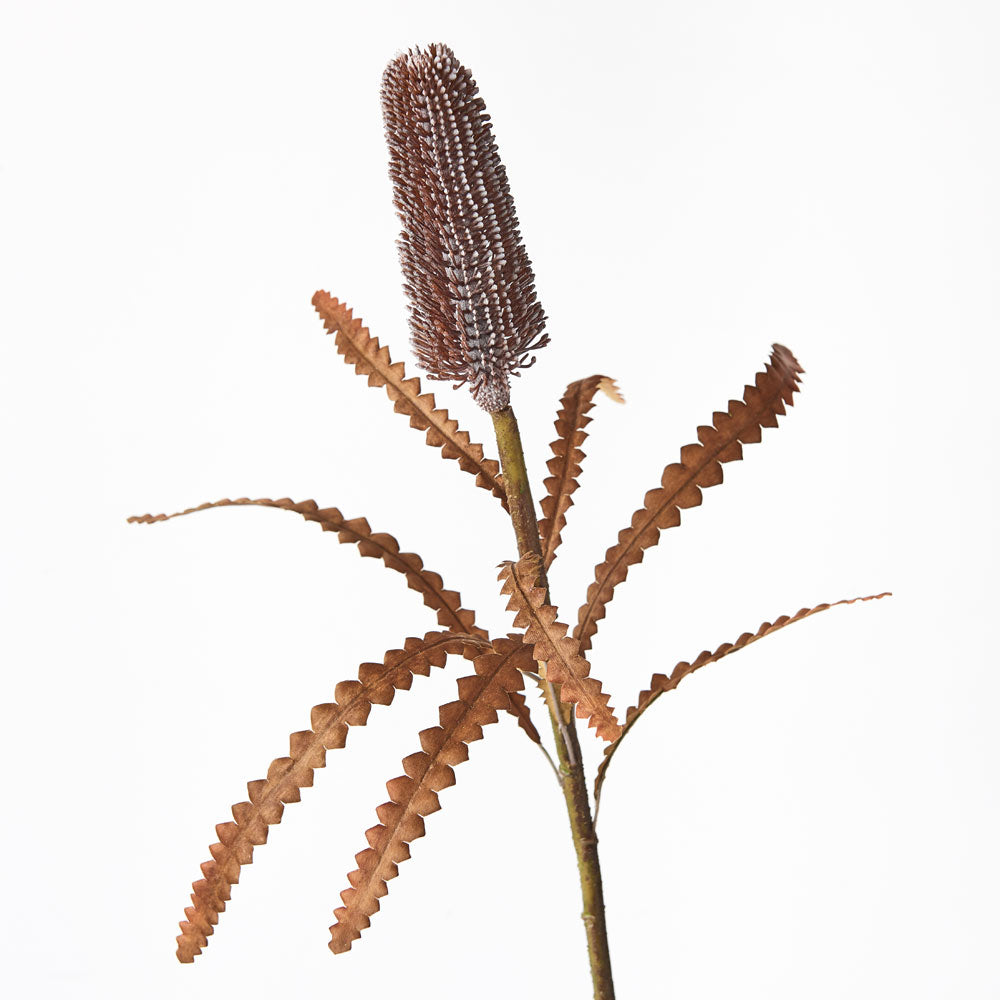 Premium Banksia Pod Pencil Holder - Natural Coffee Color - Unique Eco-Friendly Desk Organizer for Office, Home & School Use
