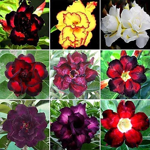 Exotic Desert Rose Seeds (Adenium Obesum) - Pack of 10 Rare Mixed Seeds for Bonsai, Home Garden & Succulent Lovers