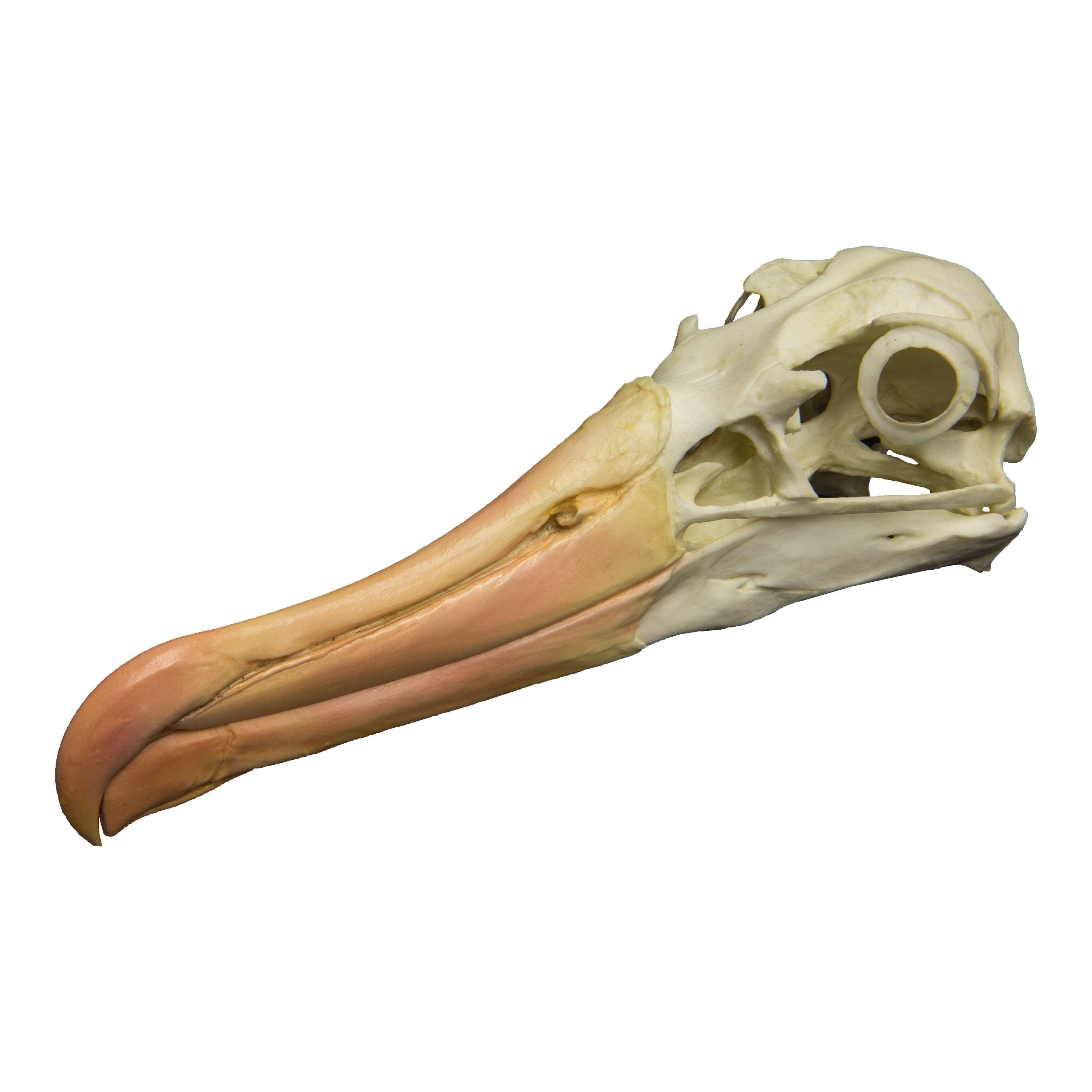 Replica Black Browed Albatross Skull - Lifelike Bird Skull Model for Home Decor, Gothic Display, Halloween Props & Educational Use