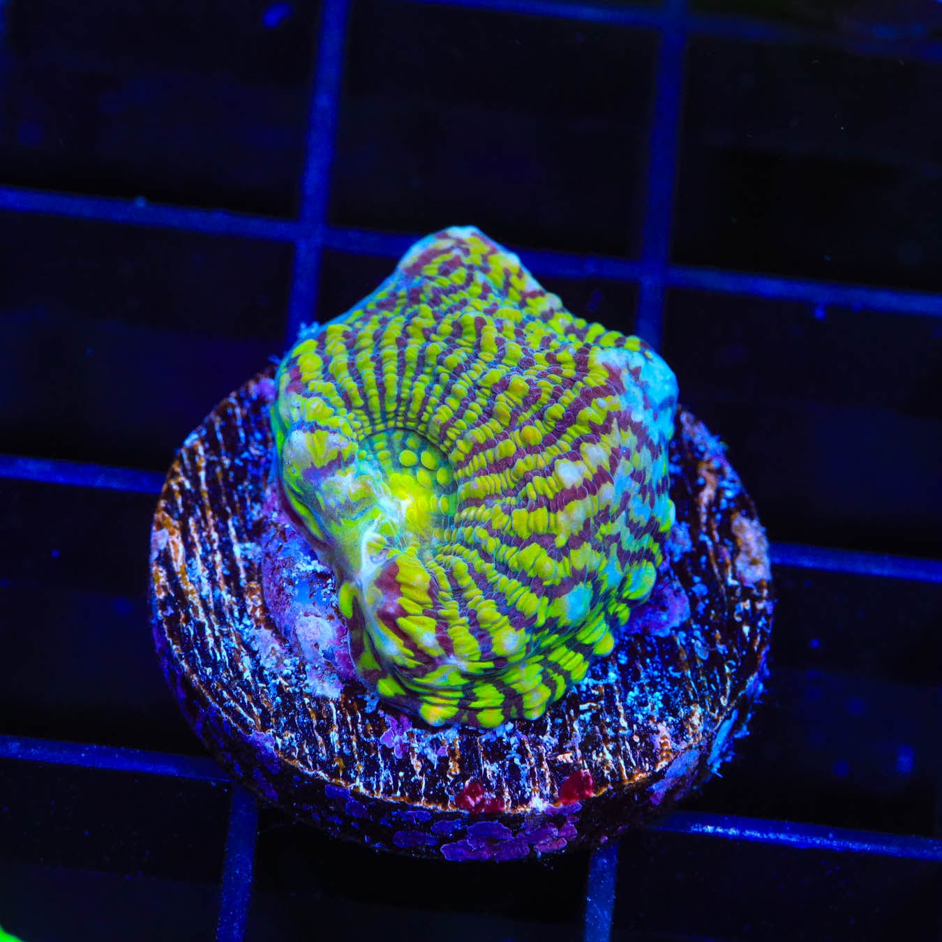 Premium Convict Chalice Coral for Saltwater Aquariums - Vibrant Marine Coral for Reef Tanks & Aquatic Displays