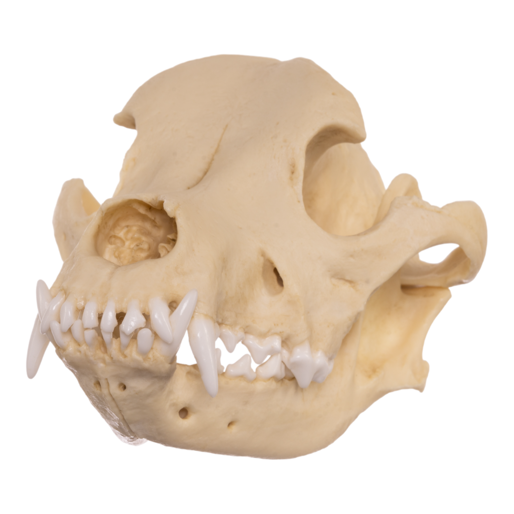 Authentic Pit Bull Dog Skull Replica - Realistic Canine Anatomy Model for Veterinary Study, Halloween Decor, and Educational Displays