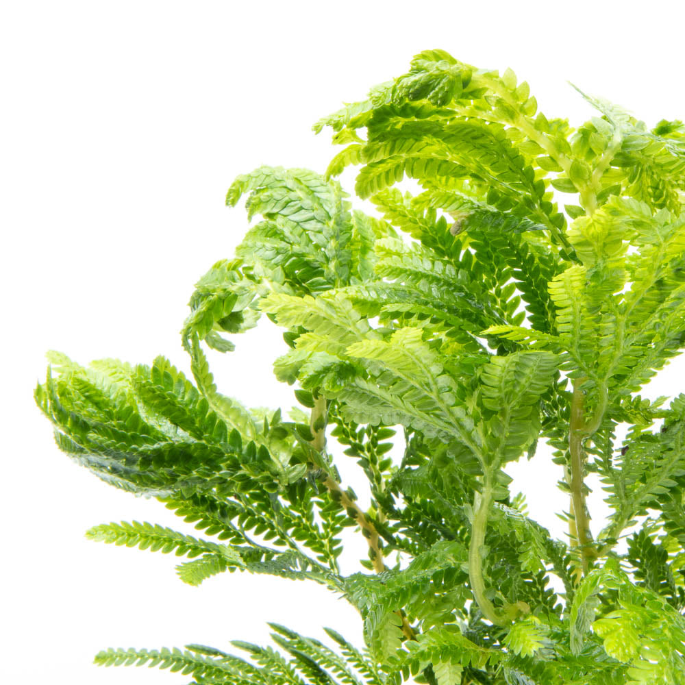 Selaginella Wallichi Fern - Exotic Indoor Plant for Home & Office Decor | Perfect for Terrariums, Fairy Gardens & Green Walls
