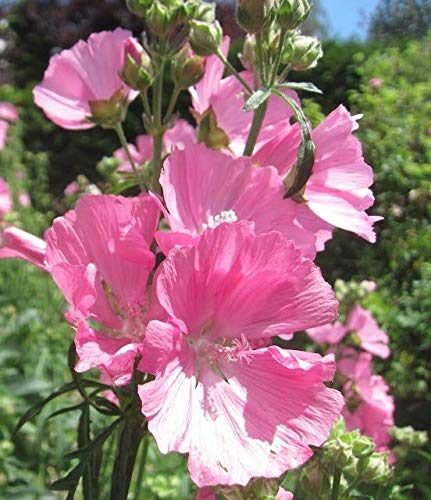 **100 Pink Musk Mallow Seeds - Easy to Grow, Rabbit-Resistant, Masses of Vibrant Pink Flowers - Perfect for Gardens, Borders & Pollinator-Friendly Landscapes**