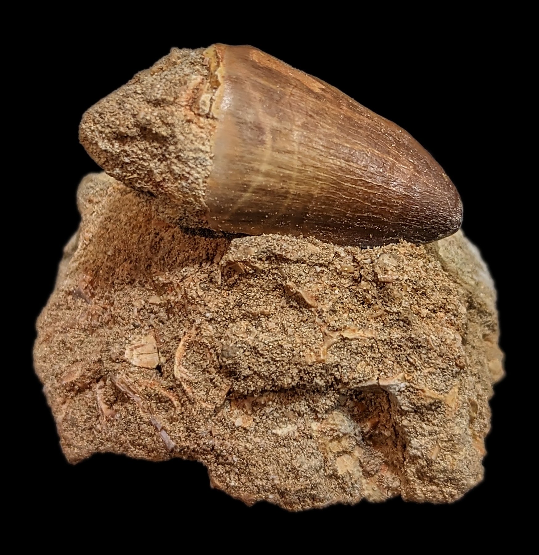 Authentic Mosasaur Tooth Fossil in Natural Matrix - Prehistoric Marine Reptile Specimen for Collectors, Education & Home Decor