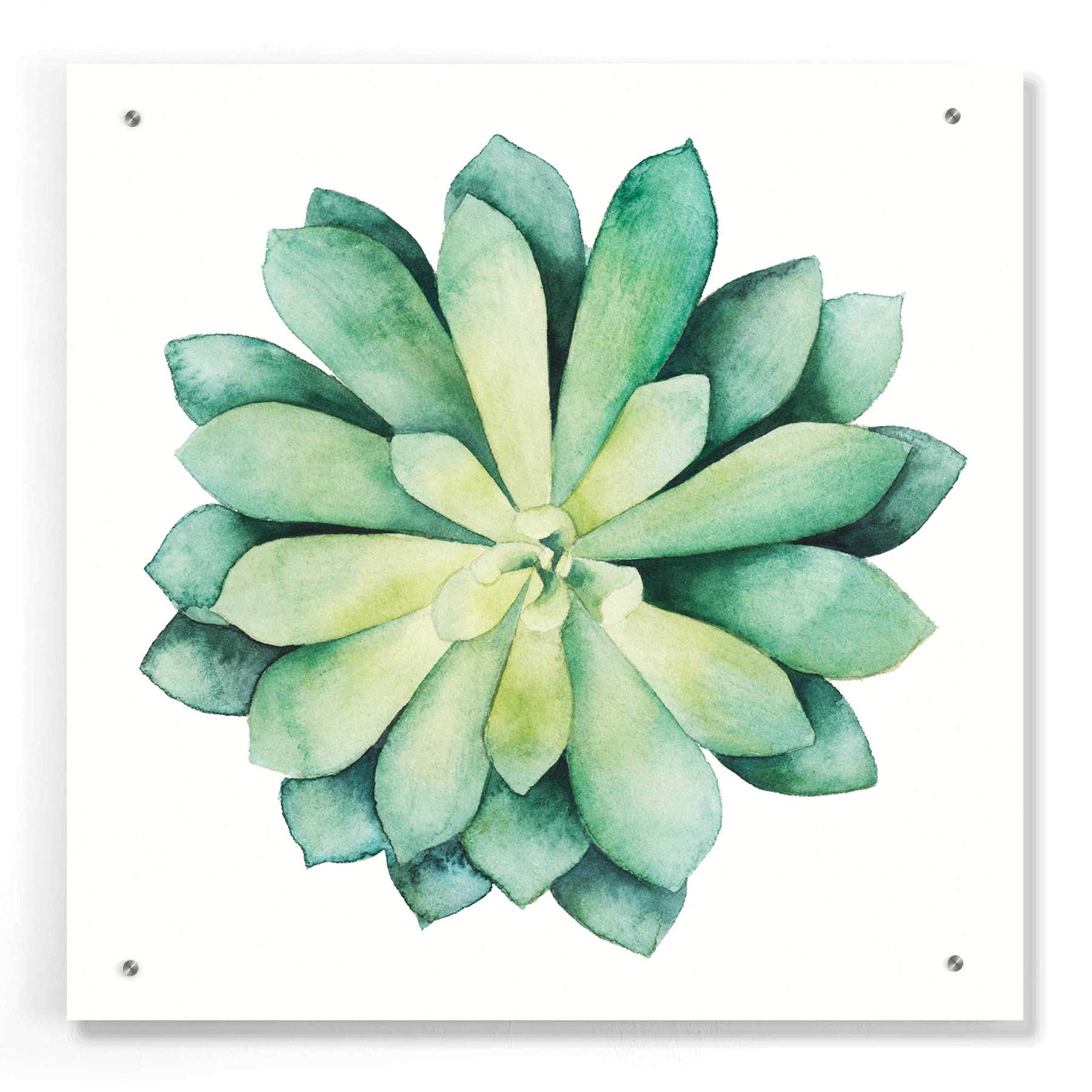 Grace Popp Tropical Plant VI Acrylic Glass Wall Art - 24x24 Inch Modern Botanical Painting for Living Room, Bedroom & Office Decor