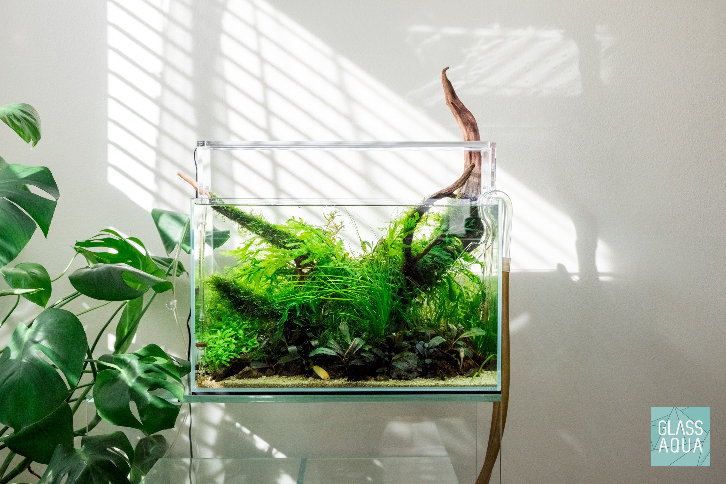 Natural Malaysian Driftwood for Aquarium Decor - Unique Wood Pieces for Fish Tank, Terrarium & Home Decoration - Perfect for Aquascaping & DIY Projects