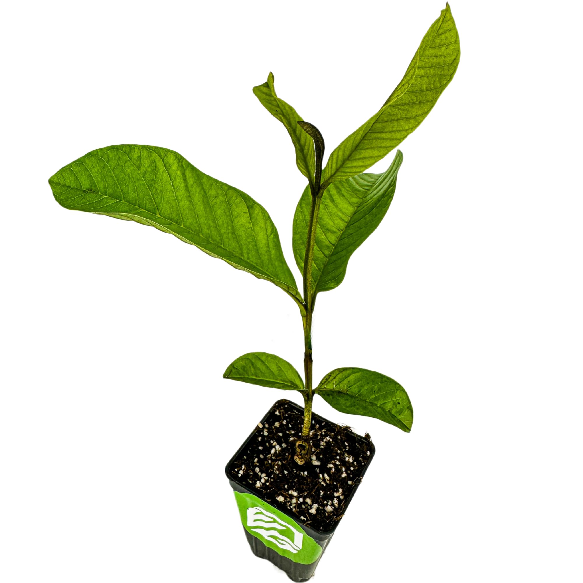 Barbie Pink Guava Tree Live Plant (Psidium guajava) - Tropical Fruit Tree for Home Gardening | Grow Delicious Pink Guavas in Your Backyard | Perfect for Outdoor Planting, Landscaping & Fresh Fruit Harvest