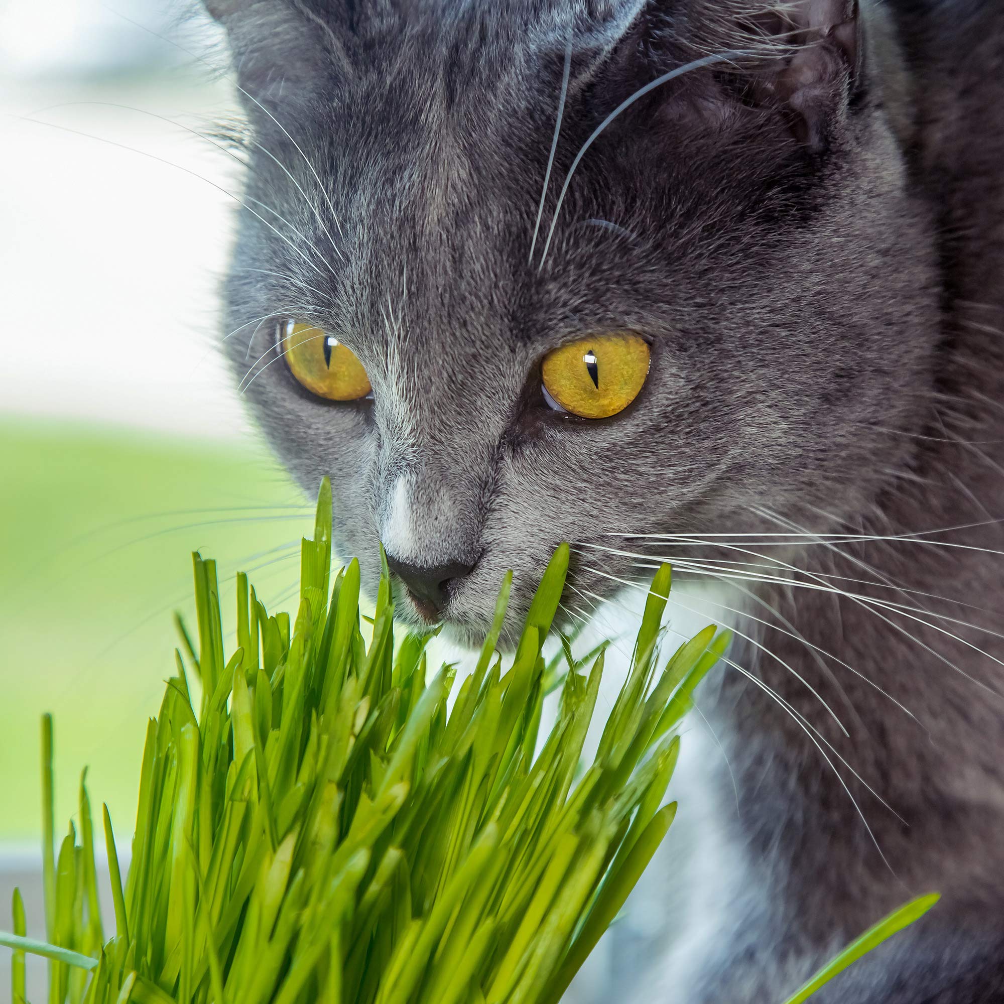 Organic Cat Grass Seed Blend for Planting - 12 oz. Handy Pantry Brand - Healthy Mix of Wheatgrass, Barley, Oats & Rye Seeds - Non-GMO Pet Grass Kit for Indoor Cats - Perfect for Cat Litter Boxes & Window Sill Gardens