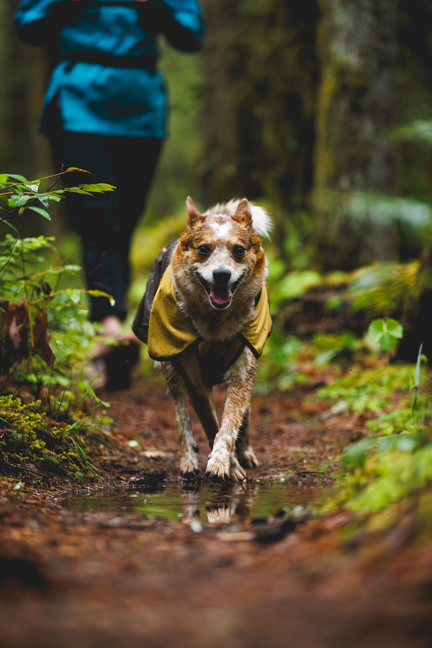Waterproof & Windproof Ruffwear® Sun Shower™ Dog Raincoat - Mineral Yellow | Outdoor Adventure Gear for Hiking, Camping & Wet Weather Protection