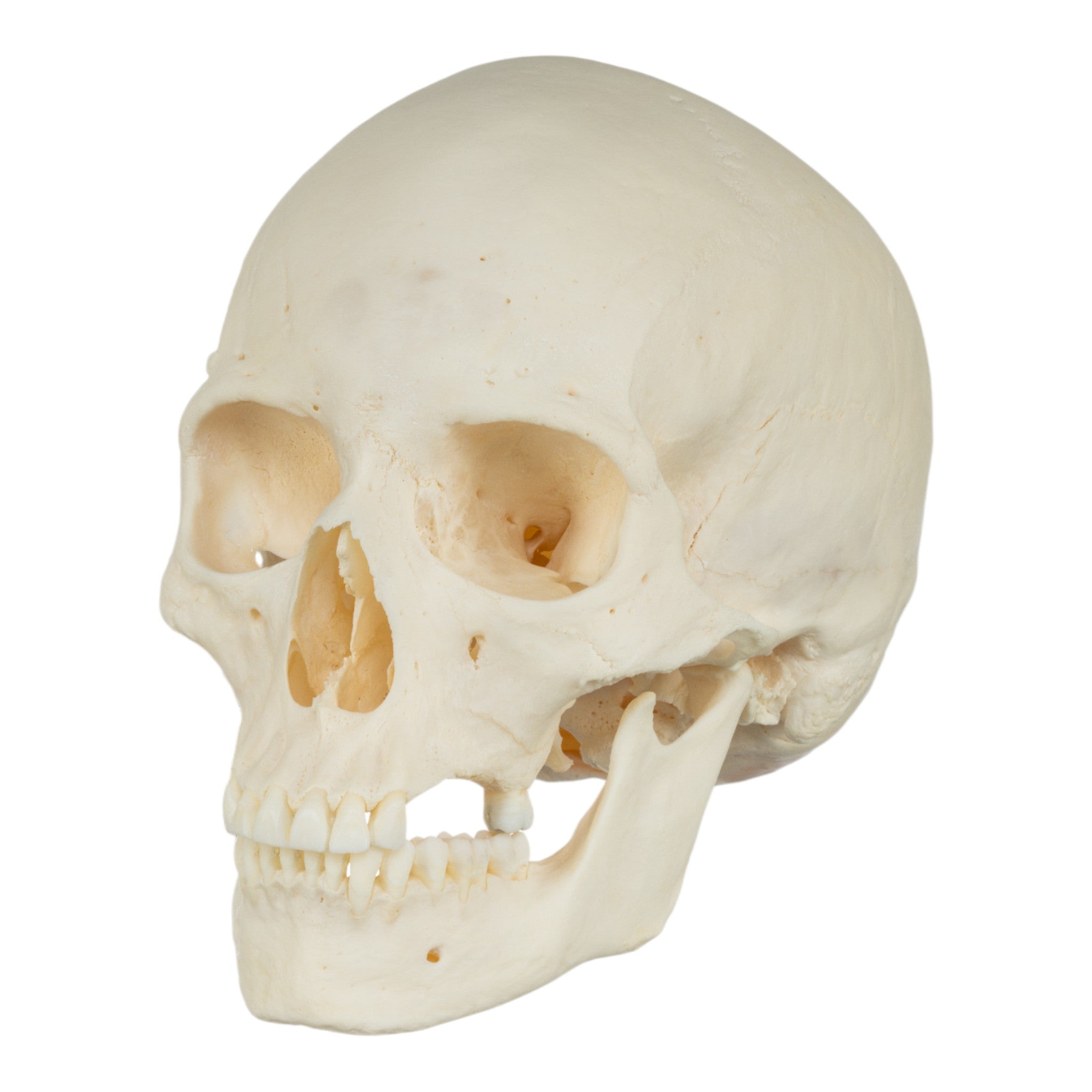 Premium Disarticulated Human Skeleton Model - Anatomically Accurate for Medical Education & Research - Perfect for Classroom, Lab Study, and Medical Training