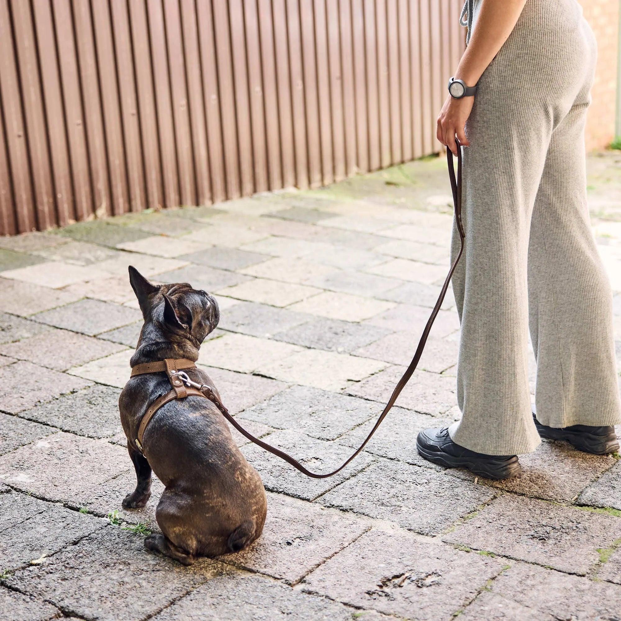 Premium No-Pull Dog Harness with Adjustable Leash - Reflective & Padded for Small Medium Large Dogs - Perfect for Walking, Running, Hiking & Outdoor Adventures