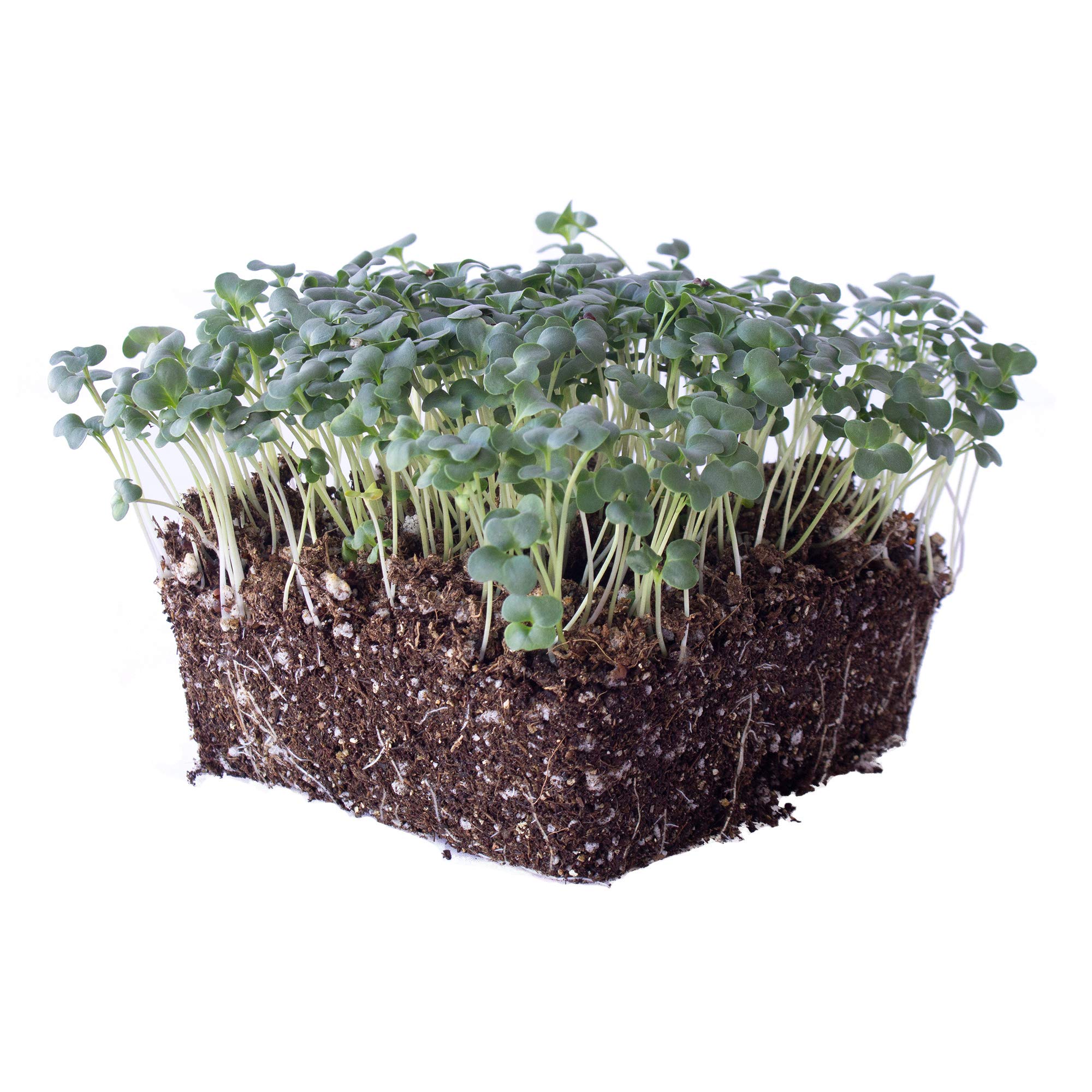 Ramoso Santana Sprouting Broccoli Seeds - 1 Oz ~9000 Seeds - Non-GMO, Open Pollinated - Vegetable Garden, Sprouts & Microgreens Seeds - Perfect for Home Gardening, Organic Farming & Healthy Eating