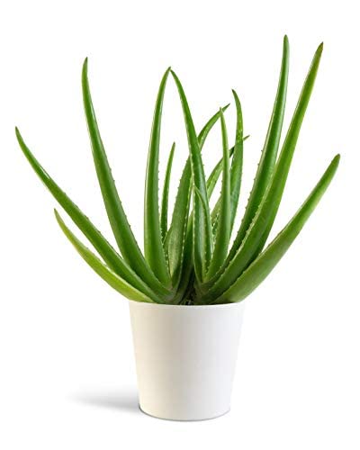 Organic Aloe Vera Live Plant - Natural Medicinal Succulent for Home, Garden & Skincare - Perfect for Indoor Decor, Herbal Remedies & Sunburn Relief