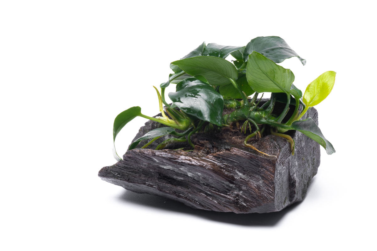 Anubias Nana on Driftwood - Live Aquarium Plant for Freshwater Fish Tanks - Perfect for Aquascaping, Shrimp Tanks & Low Light Aquariums