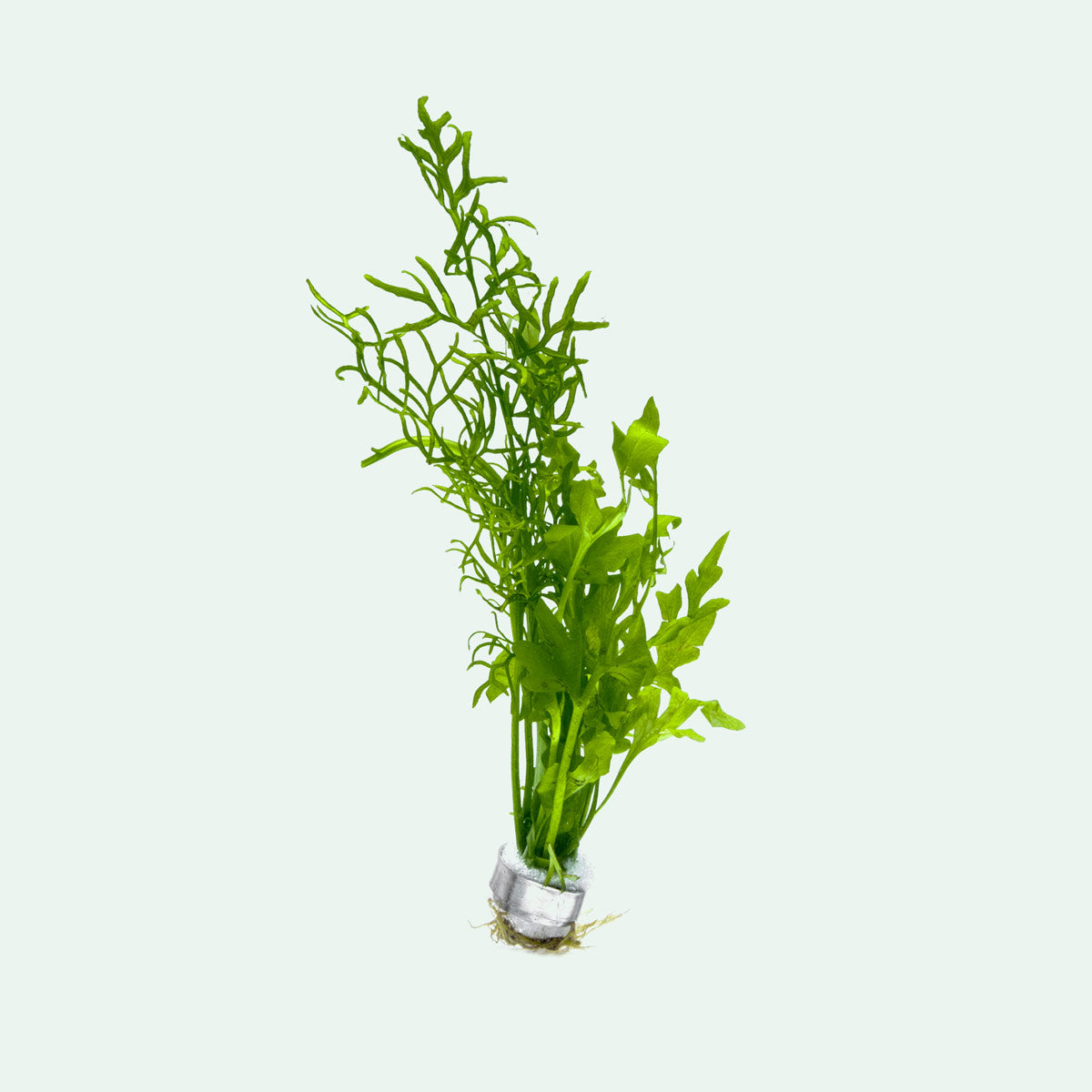 Ceratopteris Cornuta - Water Sprite Floating Fern for Aquariums & Ponds | Easy Care Aquatic Plant for Fish Tanks, Shrimp Habitats & Water Gardens