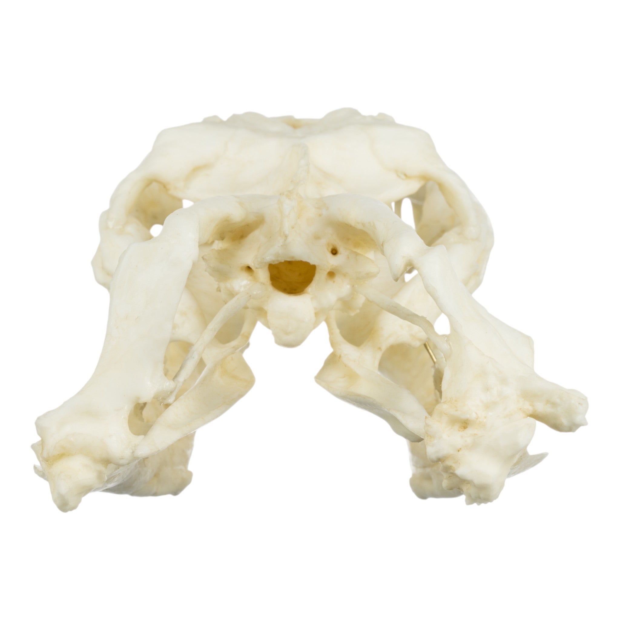 Authentic Replica Anaconda Skull - High-Quality Snake Skull Decor for Home, Office & Halloween Displays | Perfect for Gothic Decor, Science Classrooms & Horror Movie Props