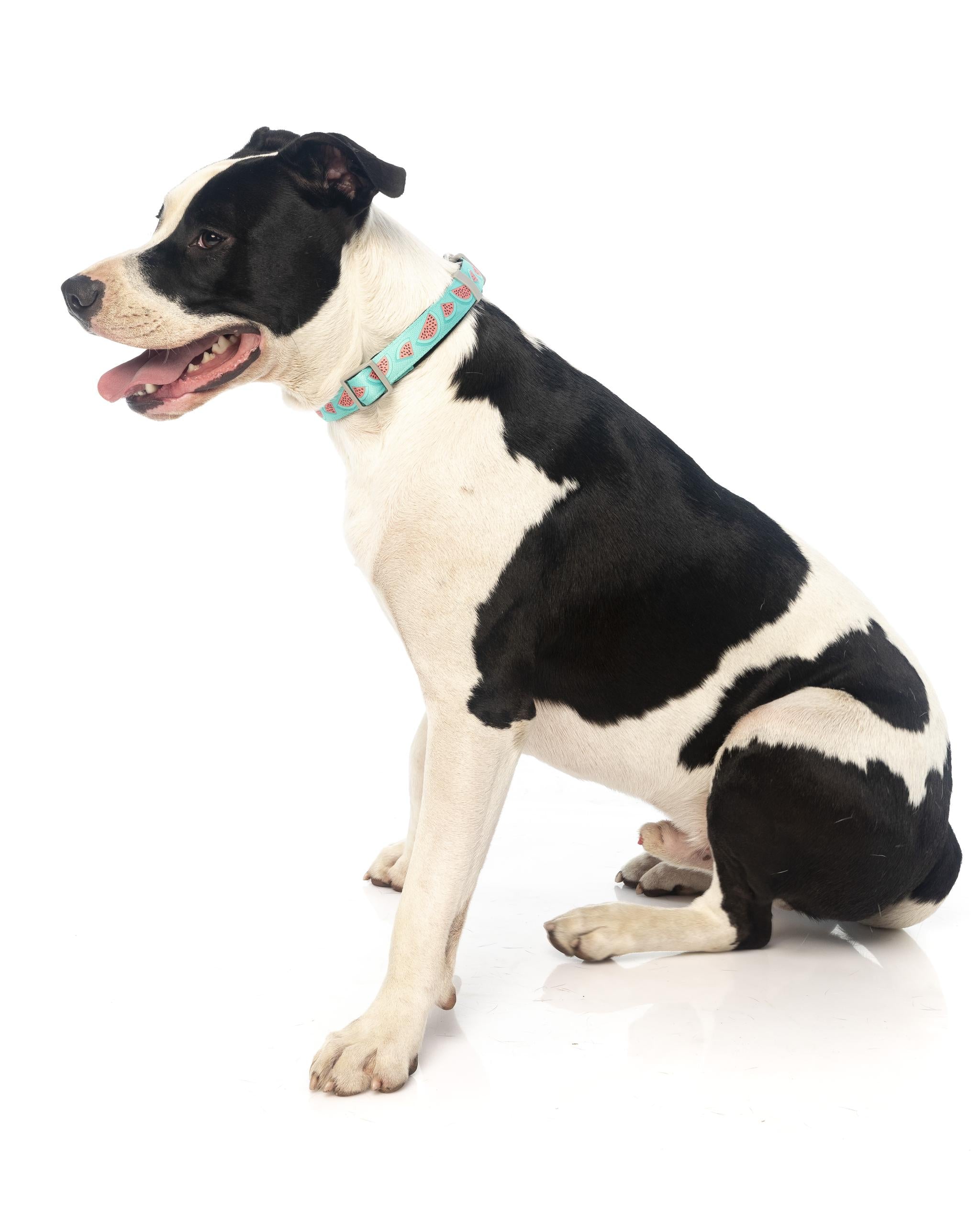 Fuzzyard Summer Punch Dog Collar - Colorful Adjustable Pet Collar for Small Medium Large Dogs - Perfect for Beach, Park & Outdoor Adventures