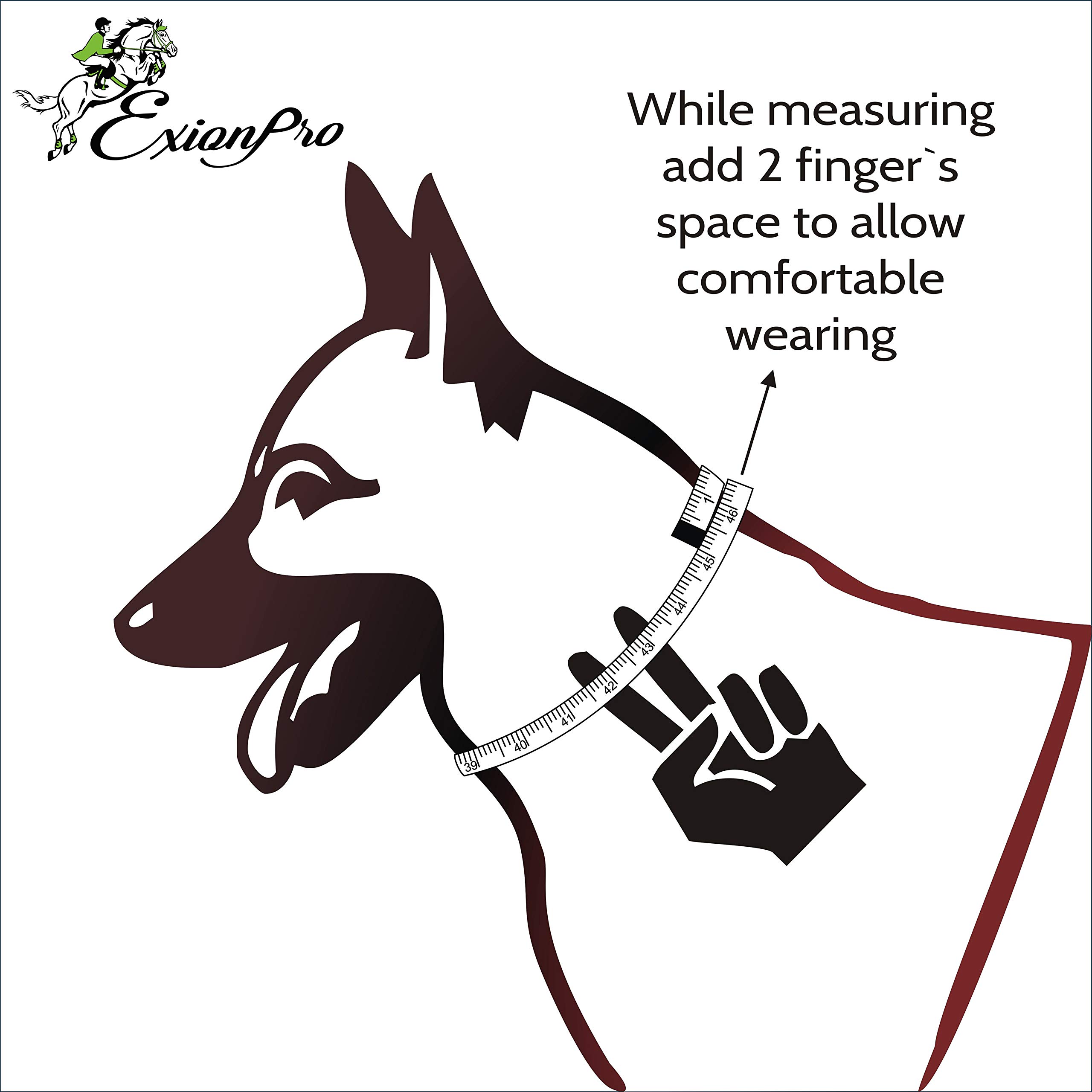 Exion Genuine Leather Dog Collar with Silver Snaffle - Soft Padded & Adjustable for Small, Medium, Large & X-Large Dogs - Perfect for Walking, Running & Outdoor Adventures - Havana Brown with Blue Padding - Durable & Comfortable Pet Accessory for Daily Use