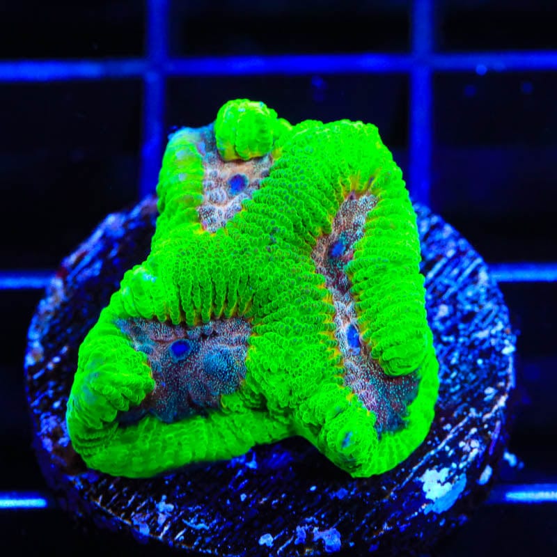 Premium CB Bubbleyum Favia Coral for Saltwater Aquariums - Vibrant Live Coral Frag for Reef Tanks, Nano Tanks & Marine Aquascaping
