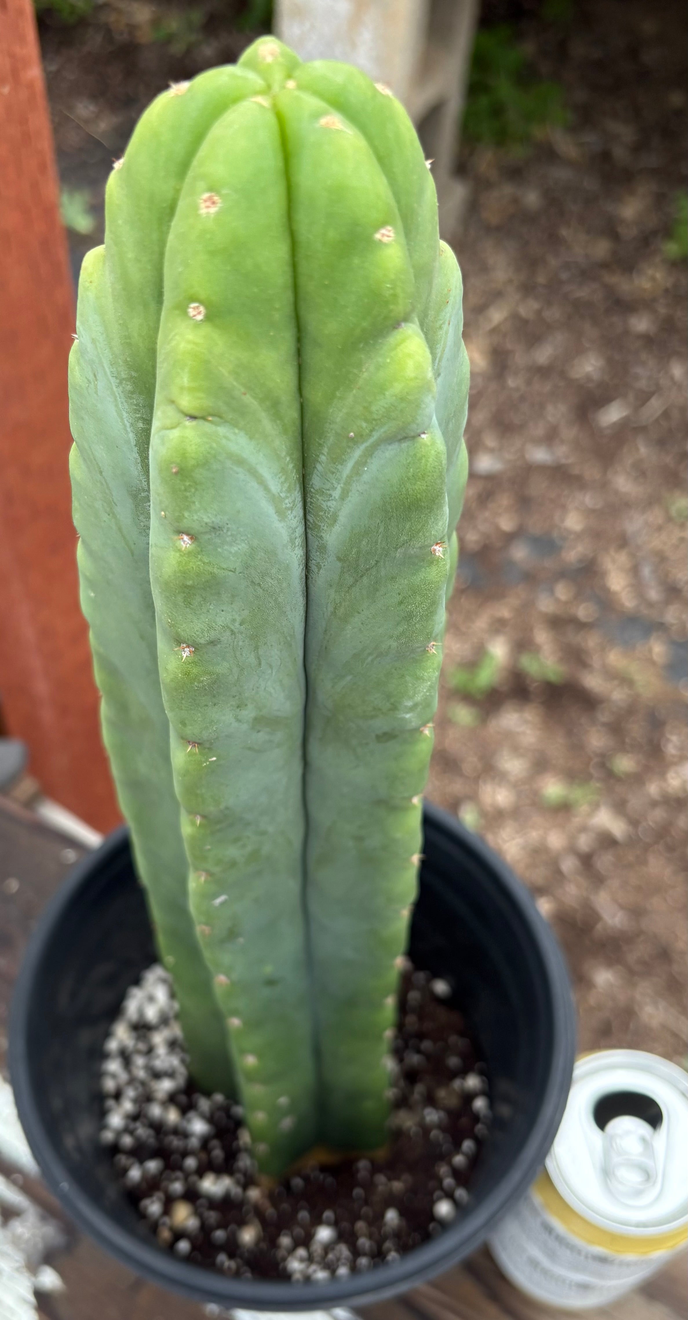 EC51 EXACT Trichocereus Malo4 X HZ Cactus 14 Inch - Rare Collectible Succulent for Home Decor & Desert Landscaping