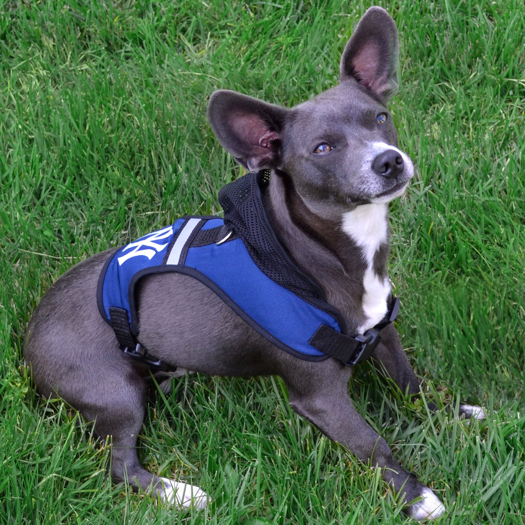 Arizona Cardinals Pet Harness for Small Dogs - Adjustable & Breathable NFL Dog Vest for Game Day, Training, and Outdoor Adventures