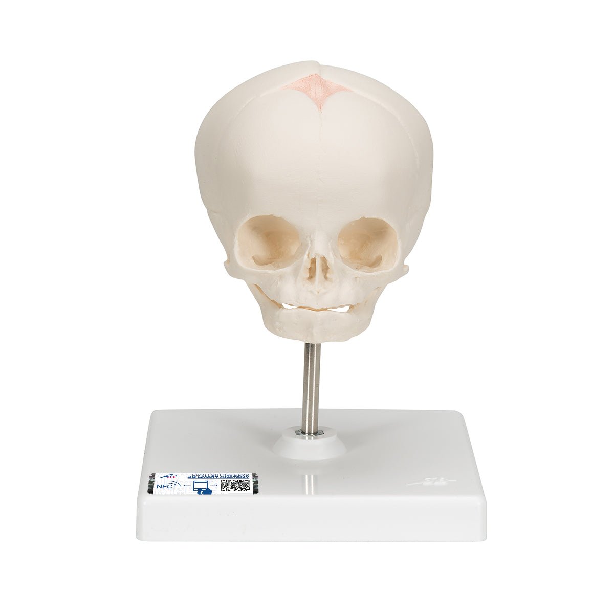 High-Quality Fetal Skull Model with Display Stand - Perfect for Medical Education, Anatomy Study & Classroom Demonstrations