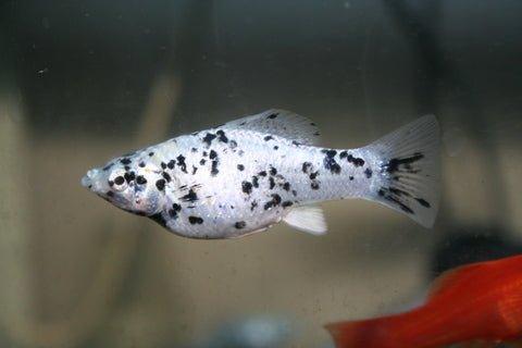 Speckled Molly Fish (Poecilia Sphenops) - Live Aquarium Fish for Freshwater Tanks & Community Aquariums