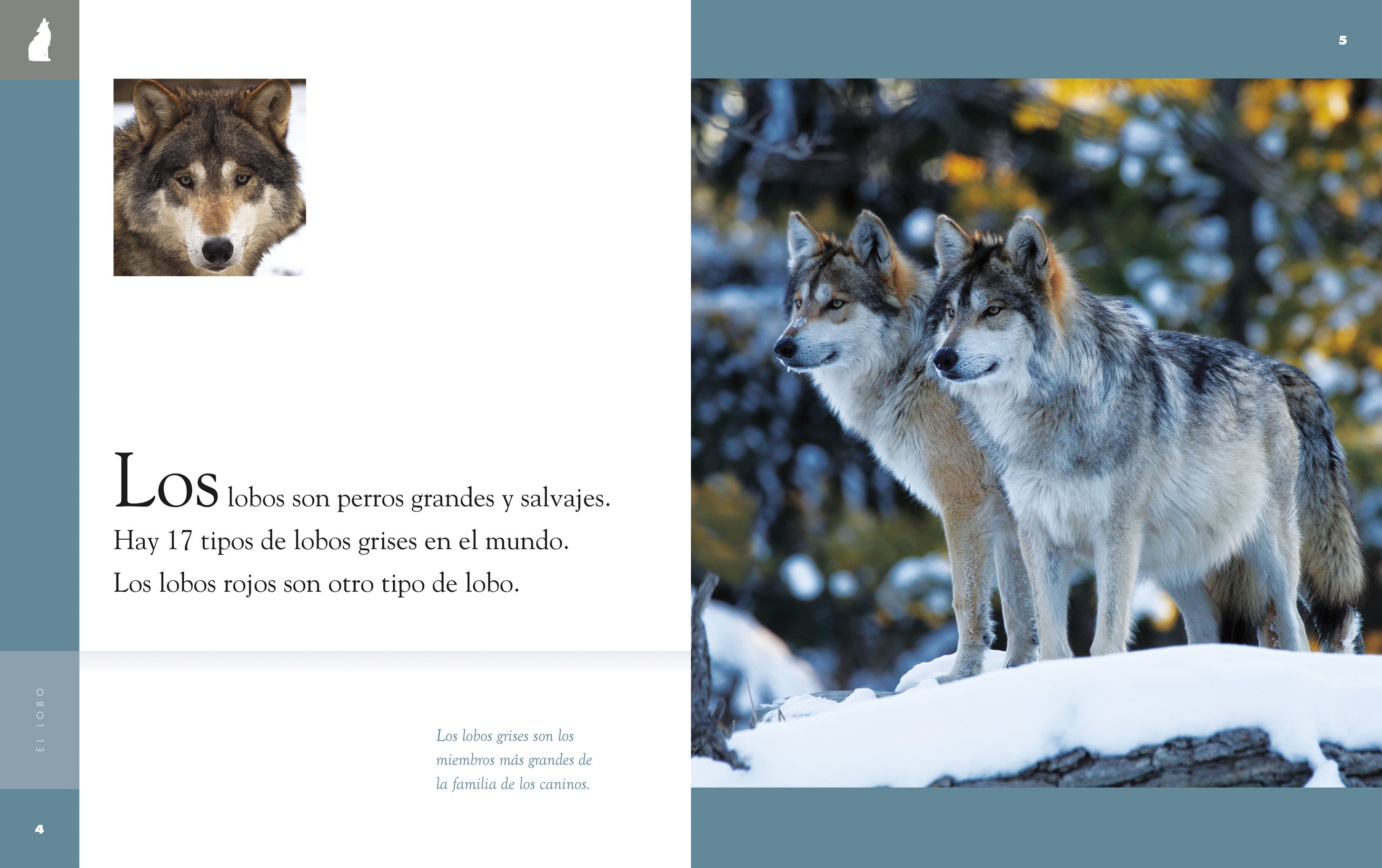 El Lobo Book 9781640262683 - Wildlife & Nature Reading for Adults & Kids - Perfect for Home Libraries & Educational Gifts
