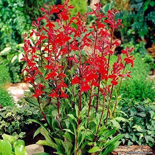 Red Cardinal Flower 5 Roots - Lobelia Cardinalis Perennial Plants for Hummingbird Gardens & Wetland Landscaping