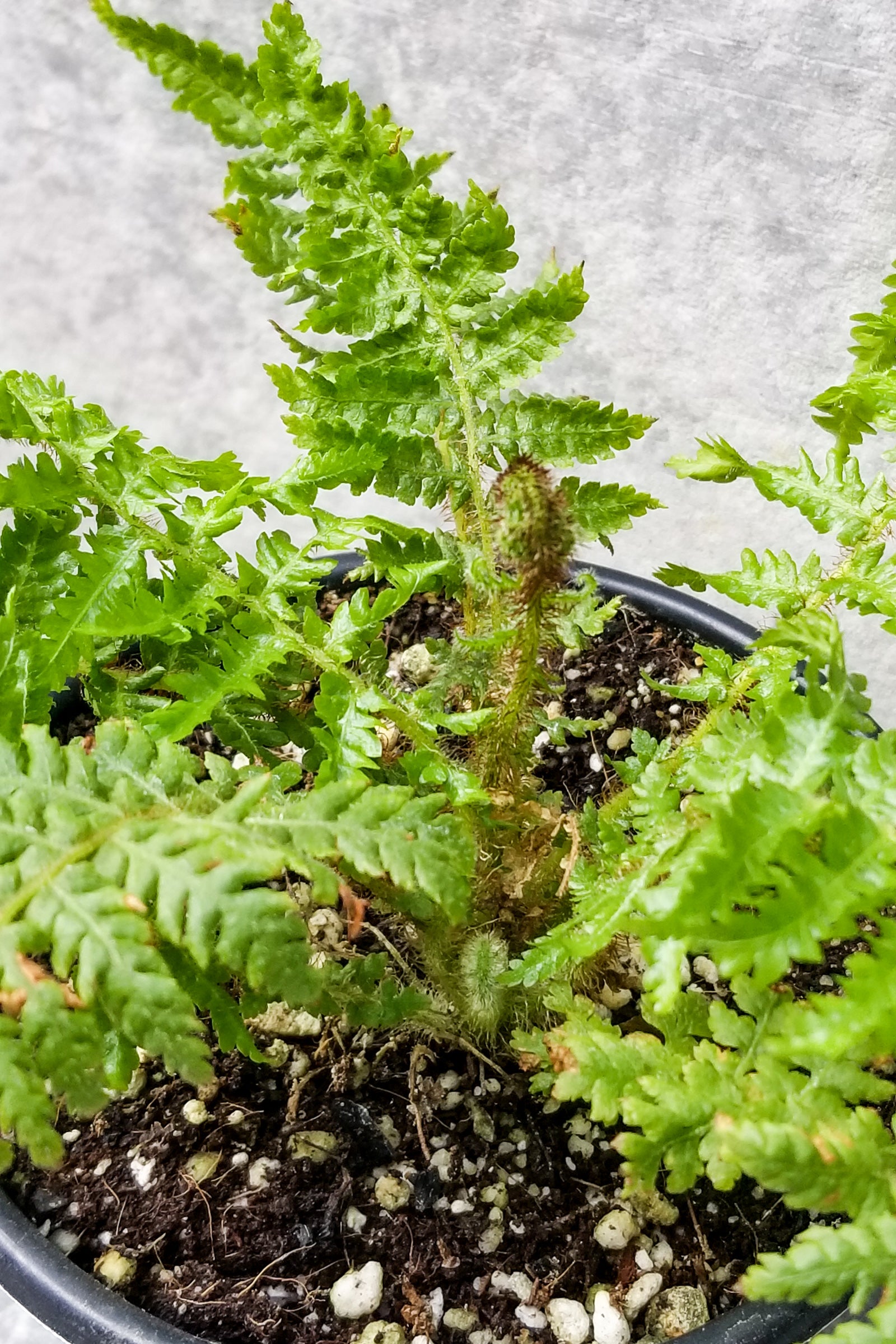 Cyathea Cooperi Australian Tree Fern - 4 Inch Live Plant for Indoor & Outdoor Gardens | Perfect for Landscaping, Patios, and Tropical Gardens