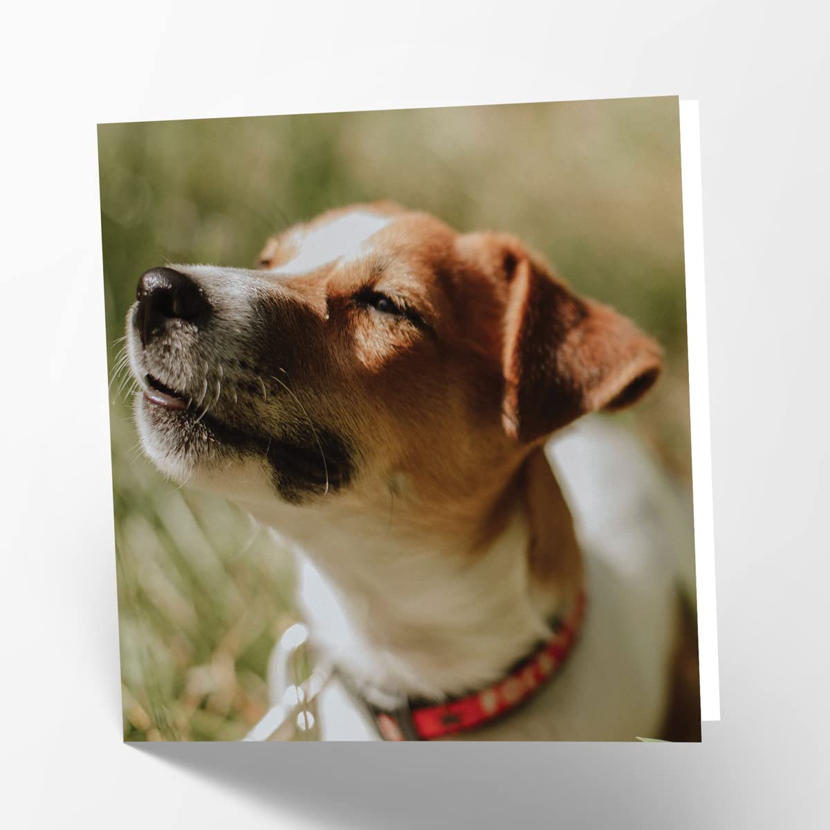 Jack Russell Terrier Dog Birthday Greeting Card - 6x6 Inch Square Photo Blank Card for Pet Lovers - Perfect for Birthdays, Thank You Notes & Special Occasions